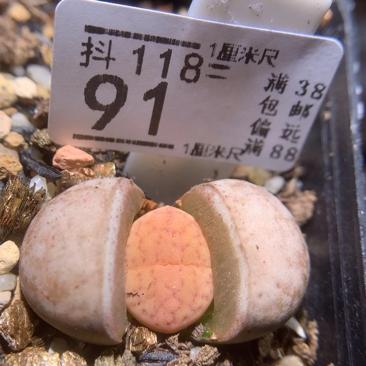 精品生石花118.91