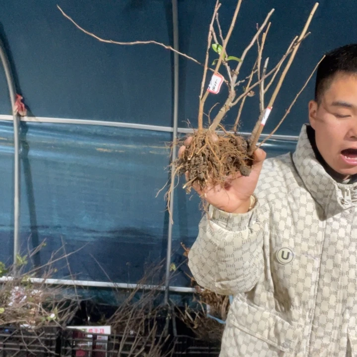 盲盒海棠花一颗苗一颗