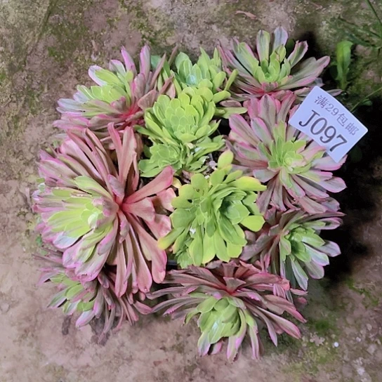 097花脸粉黛多肉植物