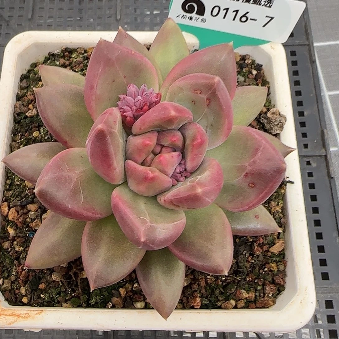 从前慢花园精选0116-7