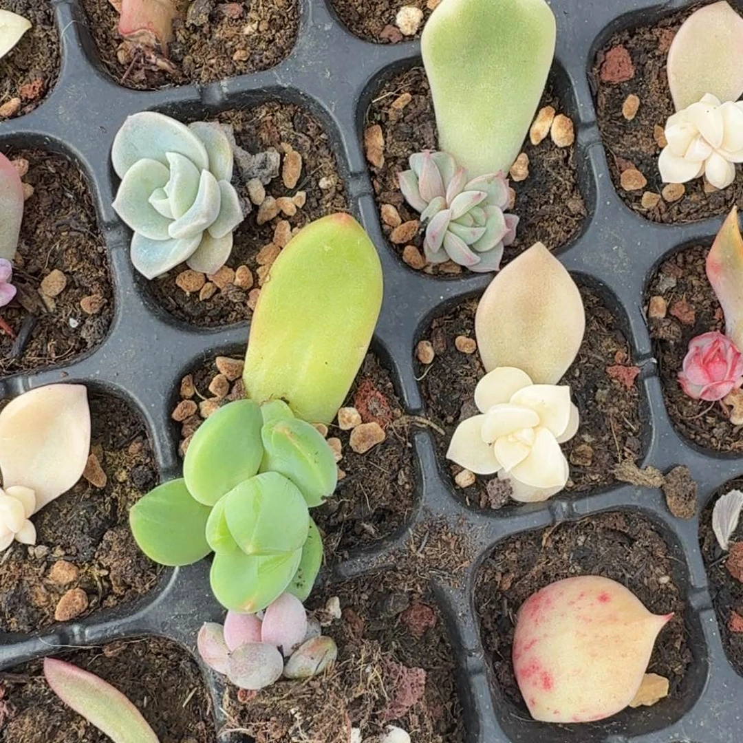 6颗提子虽然锦动态红