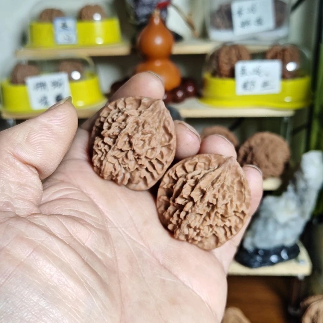 40尺寸秦岭野生官帽