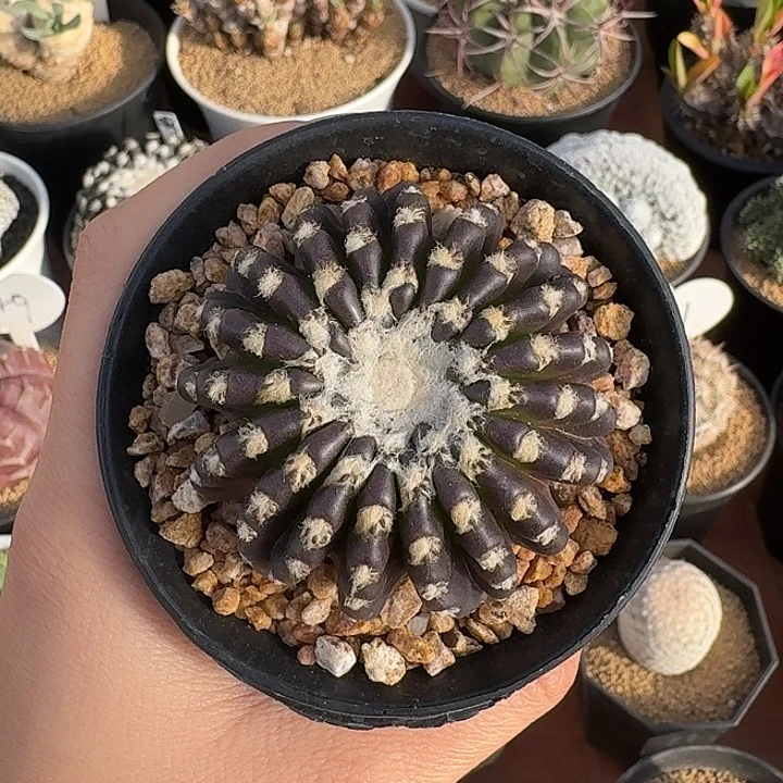 小***龙中号奇特球仙人球123