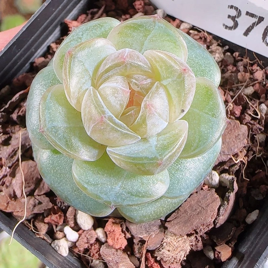 1025--376若画一物一拍