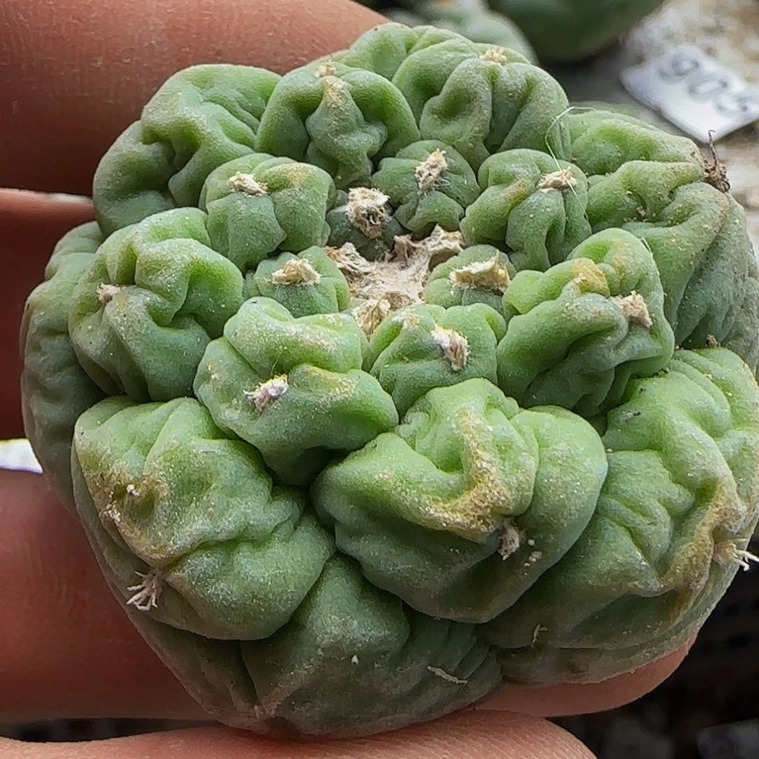 皱尤仙女201自根的