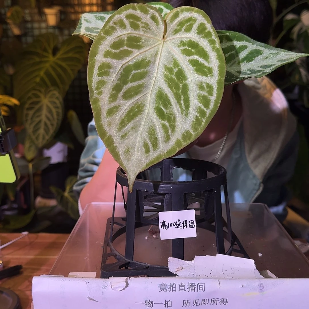 不开花植物H248银虎杂白月光