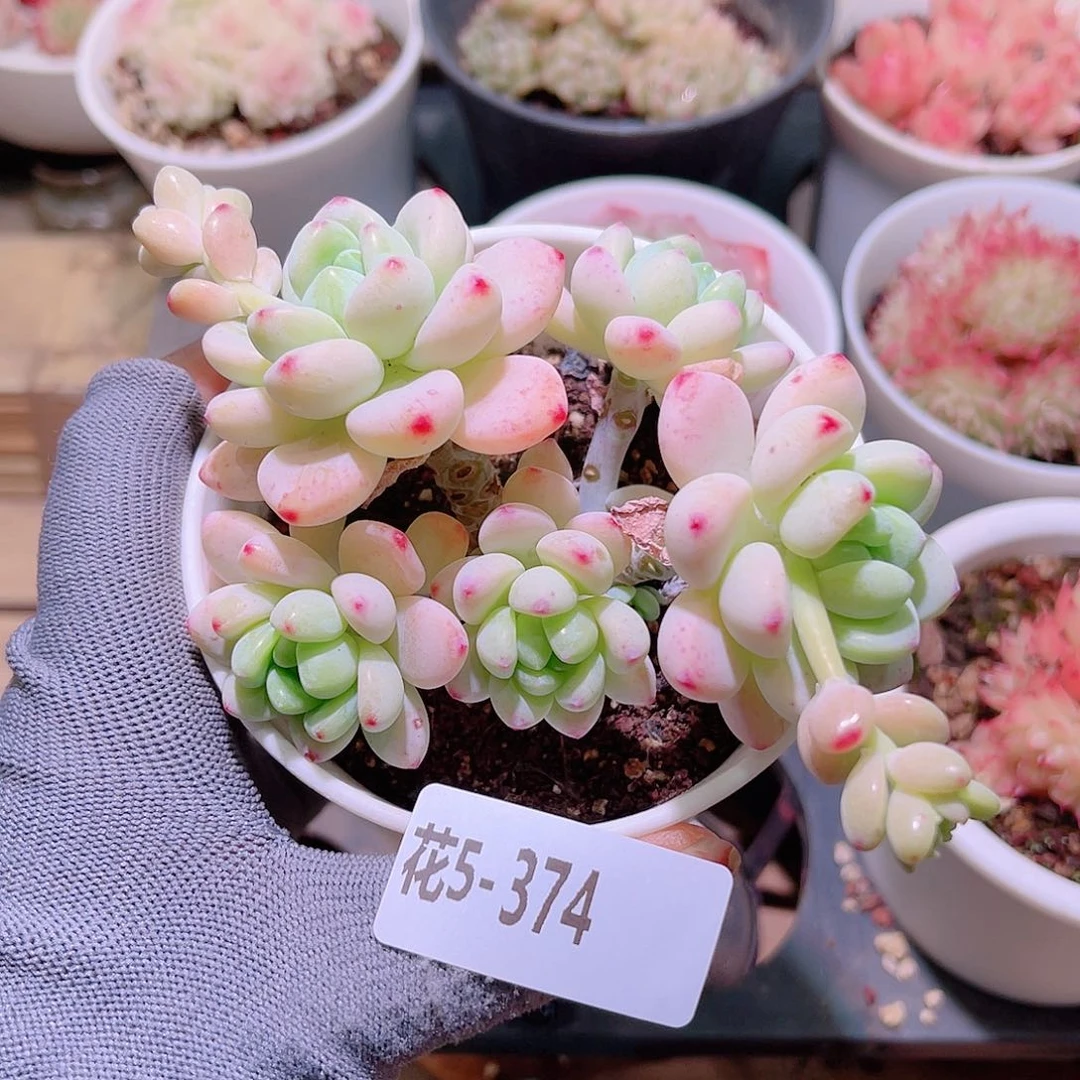 花06-374罗琦群生