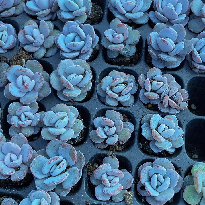 小雪莲1元带土发