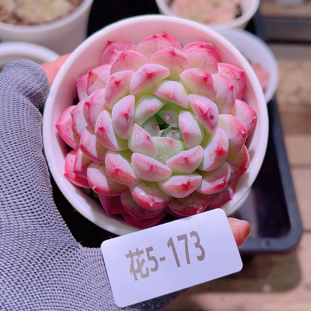 花05-173白桃汽水