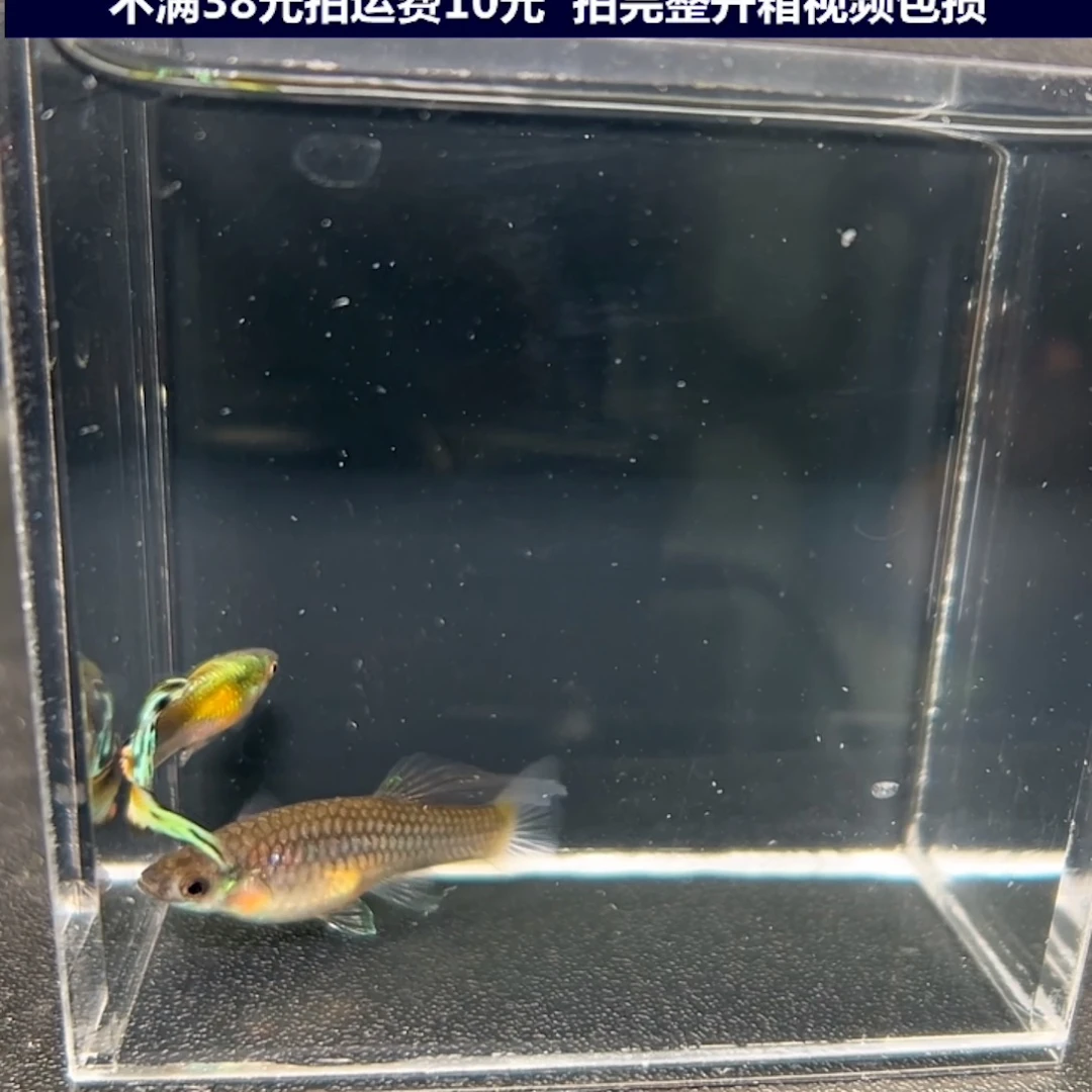 孔雀鱼多彩琴尾一对