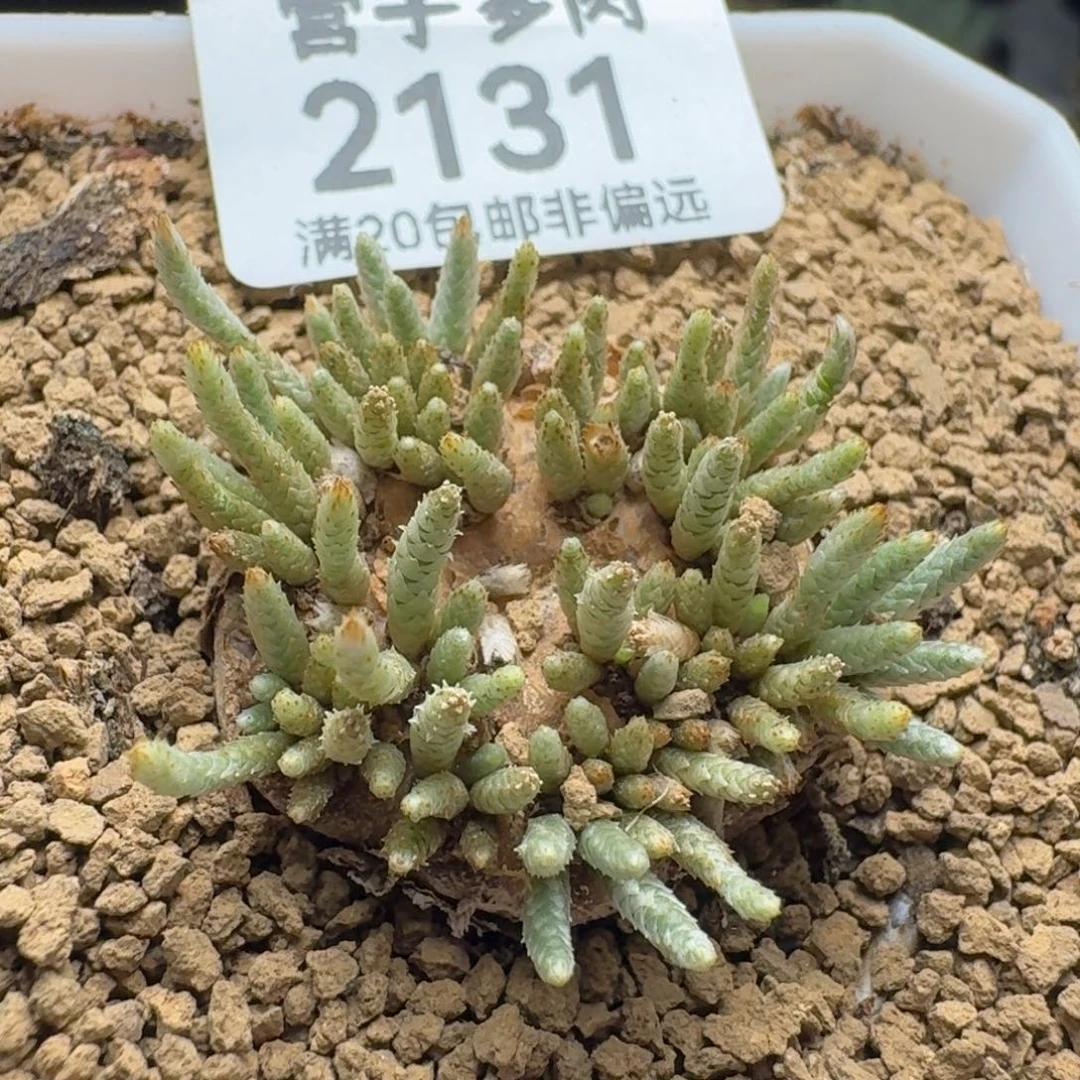 红花韧锦带盆土。