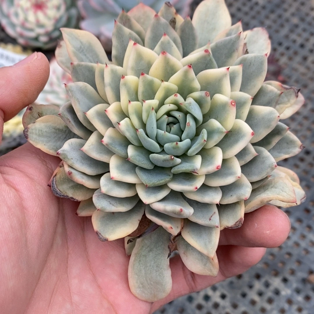 吉尔巴多肉植物8924