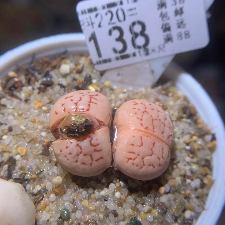 精品生石花220.138