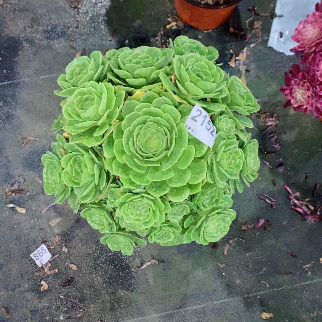 绿玫瑰2152多肉1111