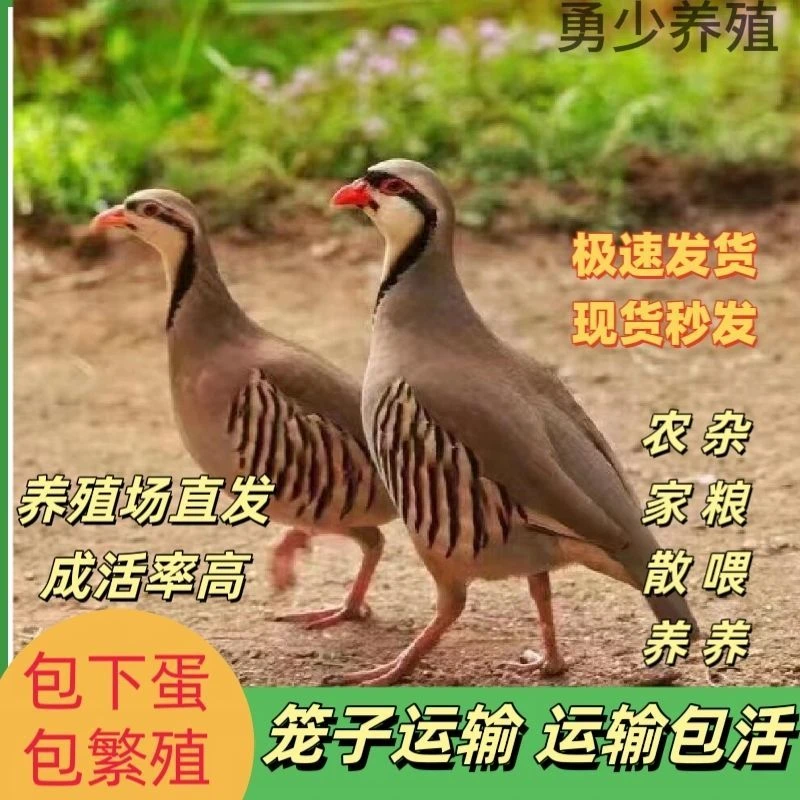 农家散养鹧鸪鸡呱呱鸡适合当宠物鸡