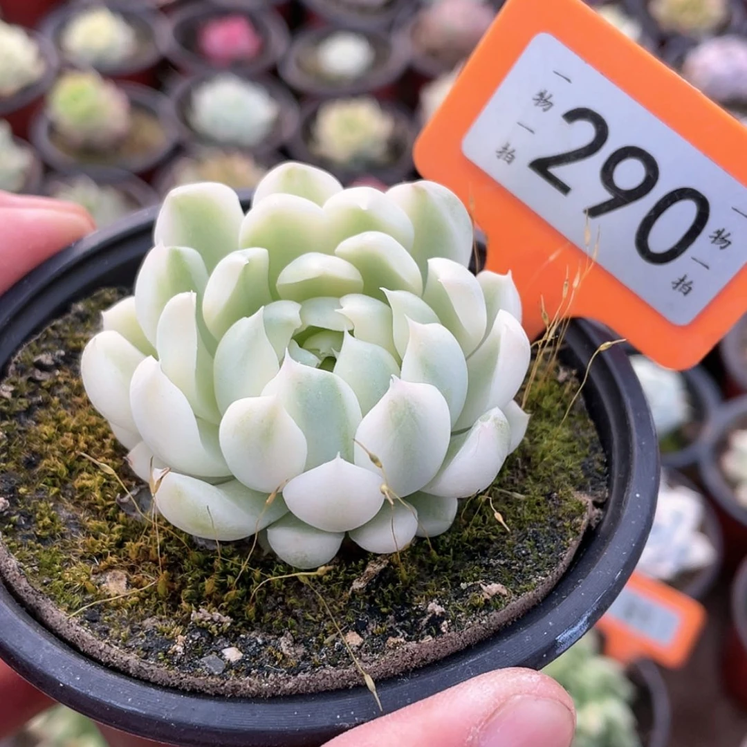 【闪购商品】290号