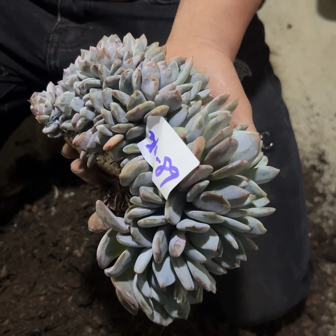 玫*?310-89橙子朵朵缀寄养