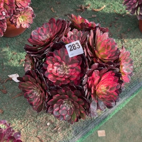 秋*283烟花朵朵多肉，