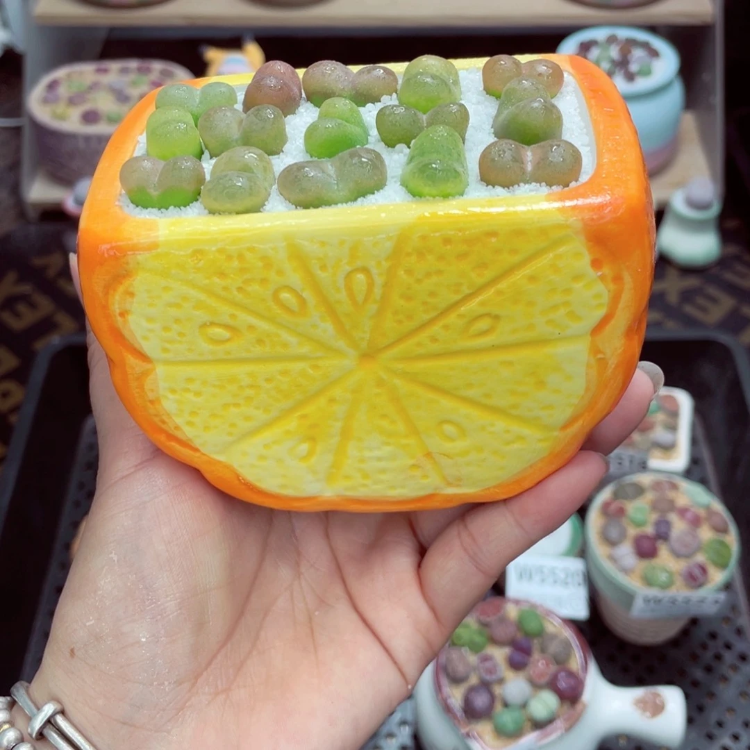 w5524 带盆土发货一物一拍