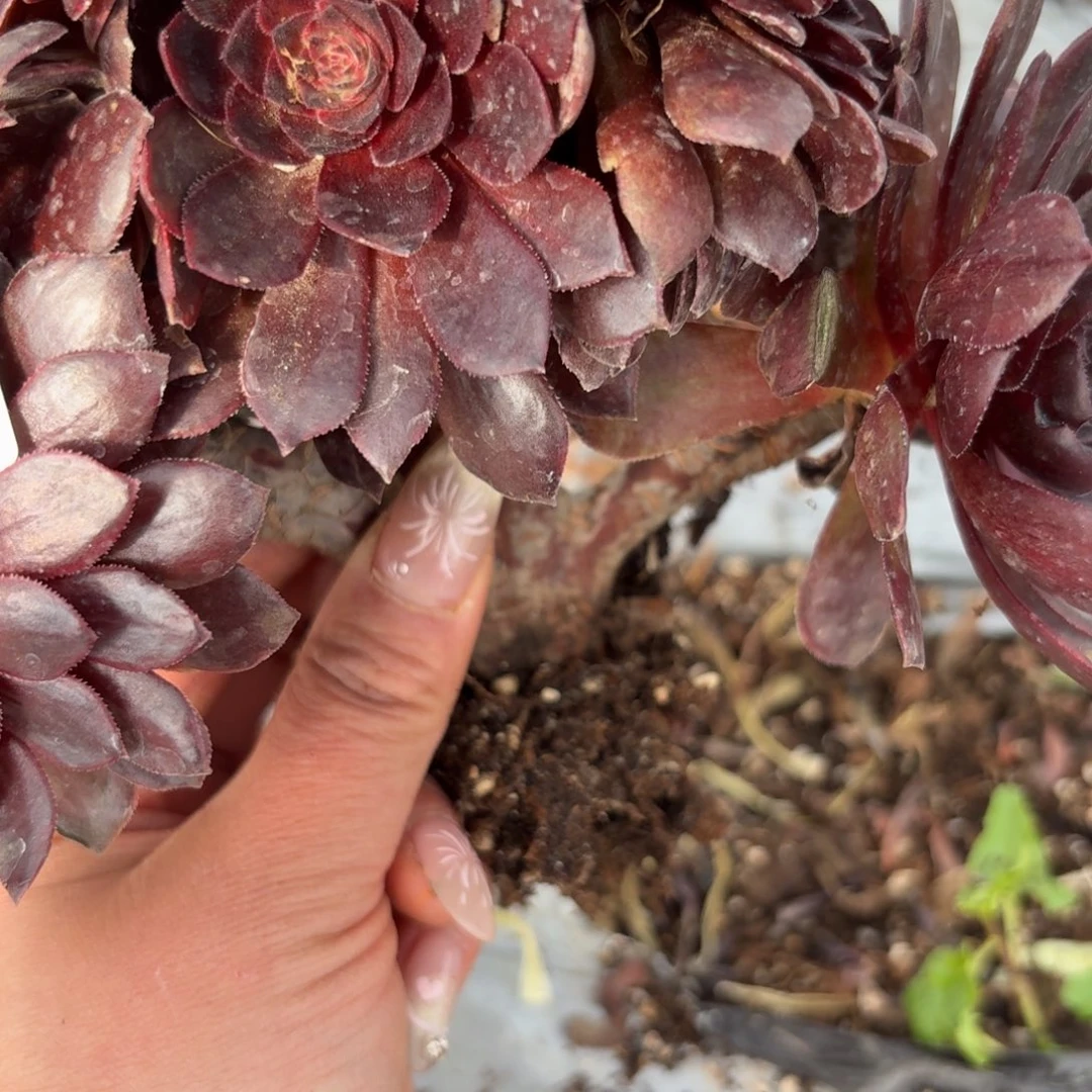 嗯4235 号法师多肉植物特价