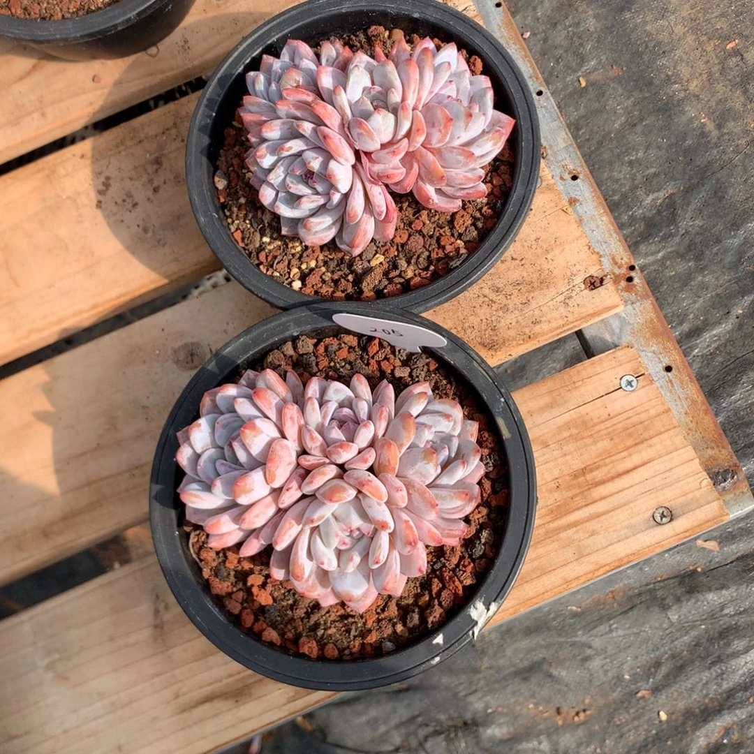 12厘米四头溏心橙子 两颗 205