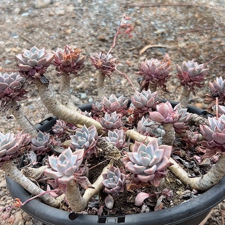 无花朵超大红粉。