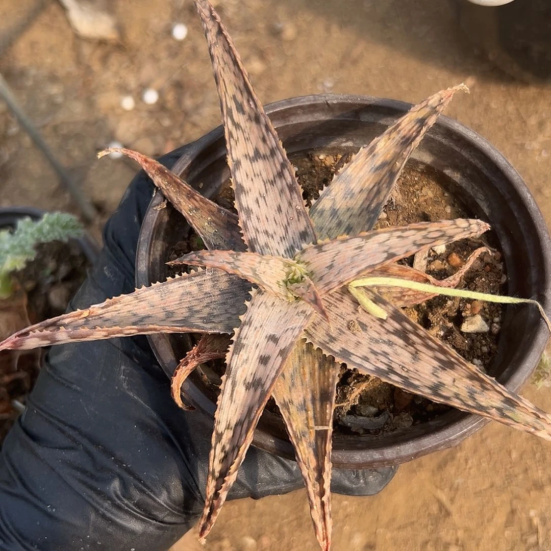 嗯呃呃呃呃呃呃呃呃呃呃呃呃