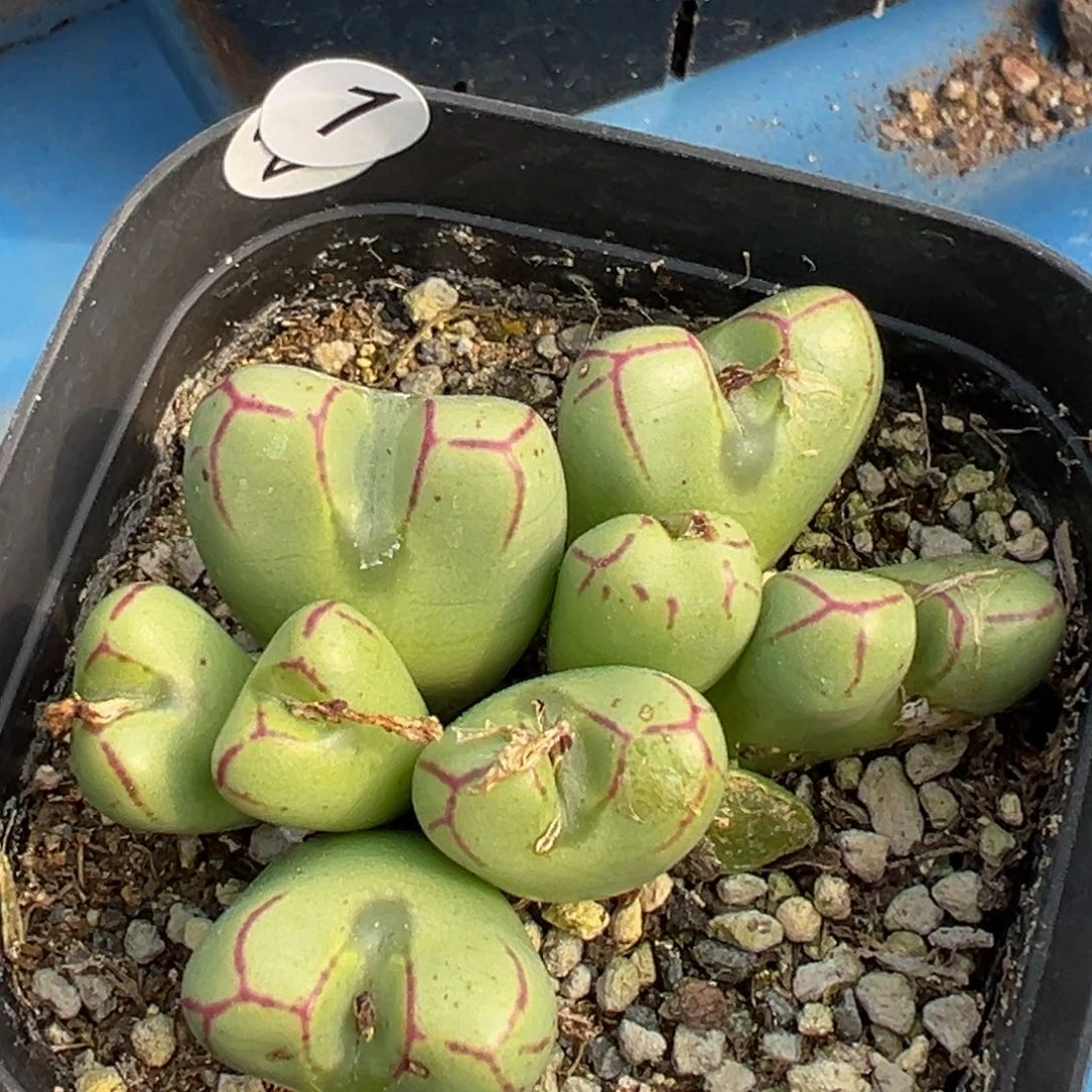 多肉植物111111111111111111