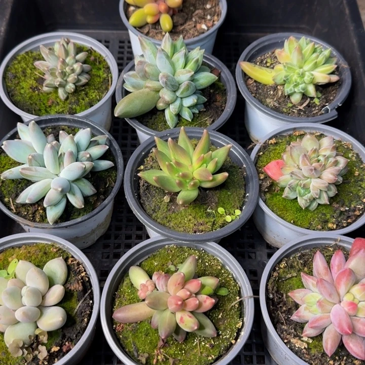 2598多肉植物一物一拍