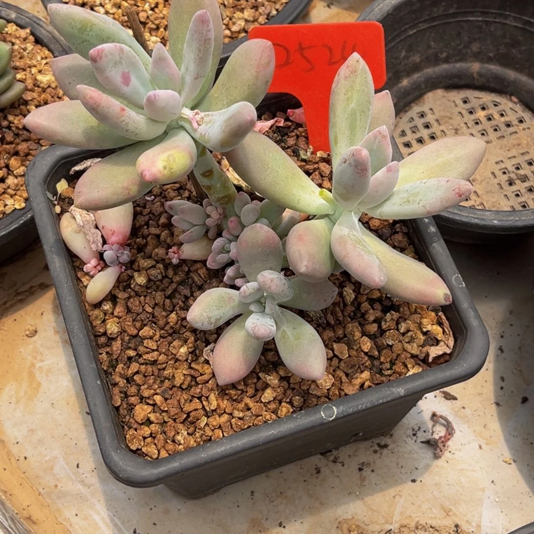 2524号上午多肉植物群生多肉植物