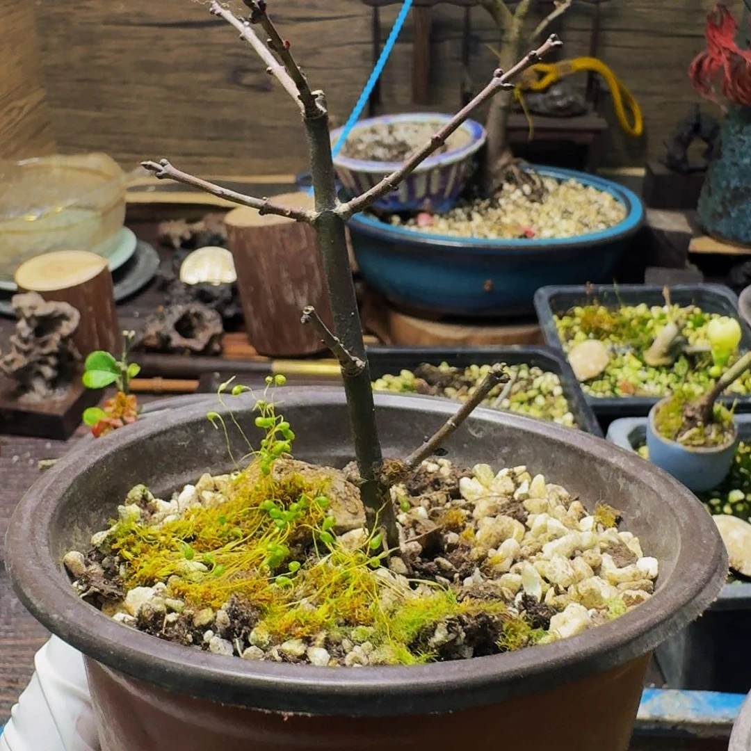 日本原生枫树扦插苗狮子头