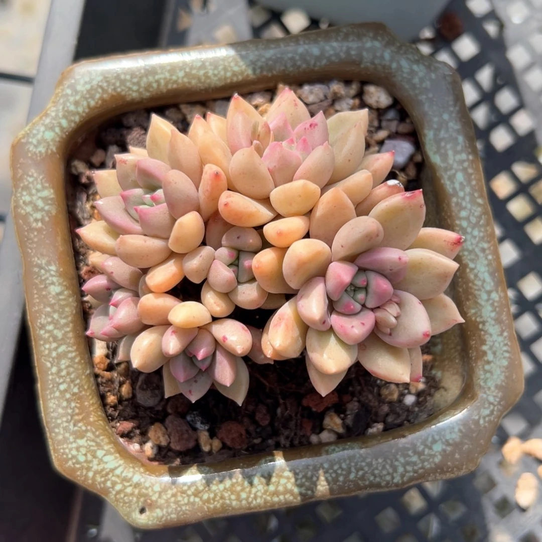 杨*⌯璀璨（满38包邮）多肉