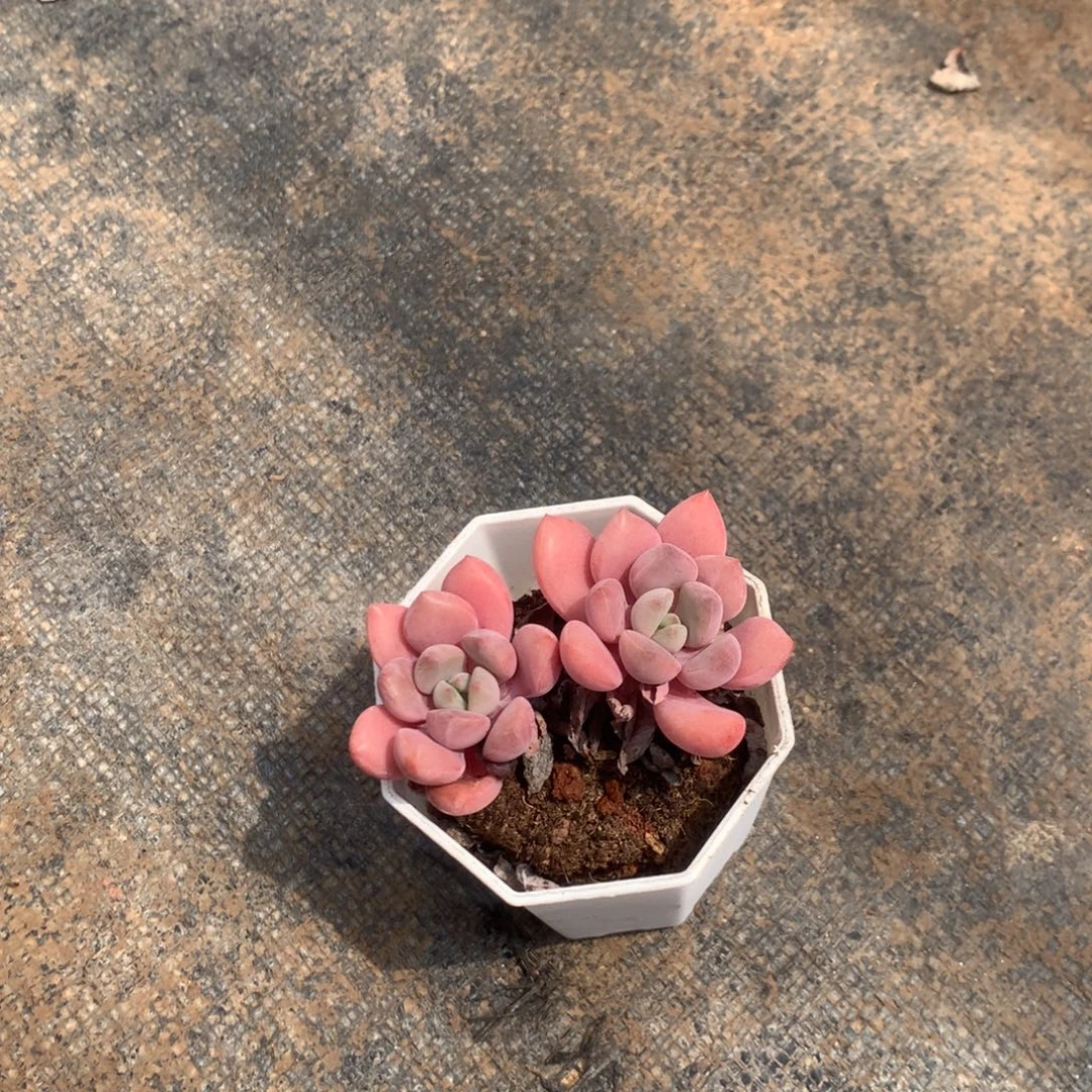 你说是谁在的了吧