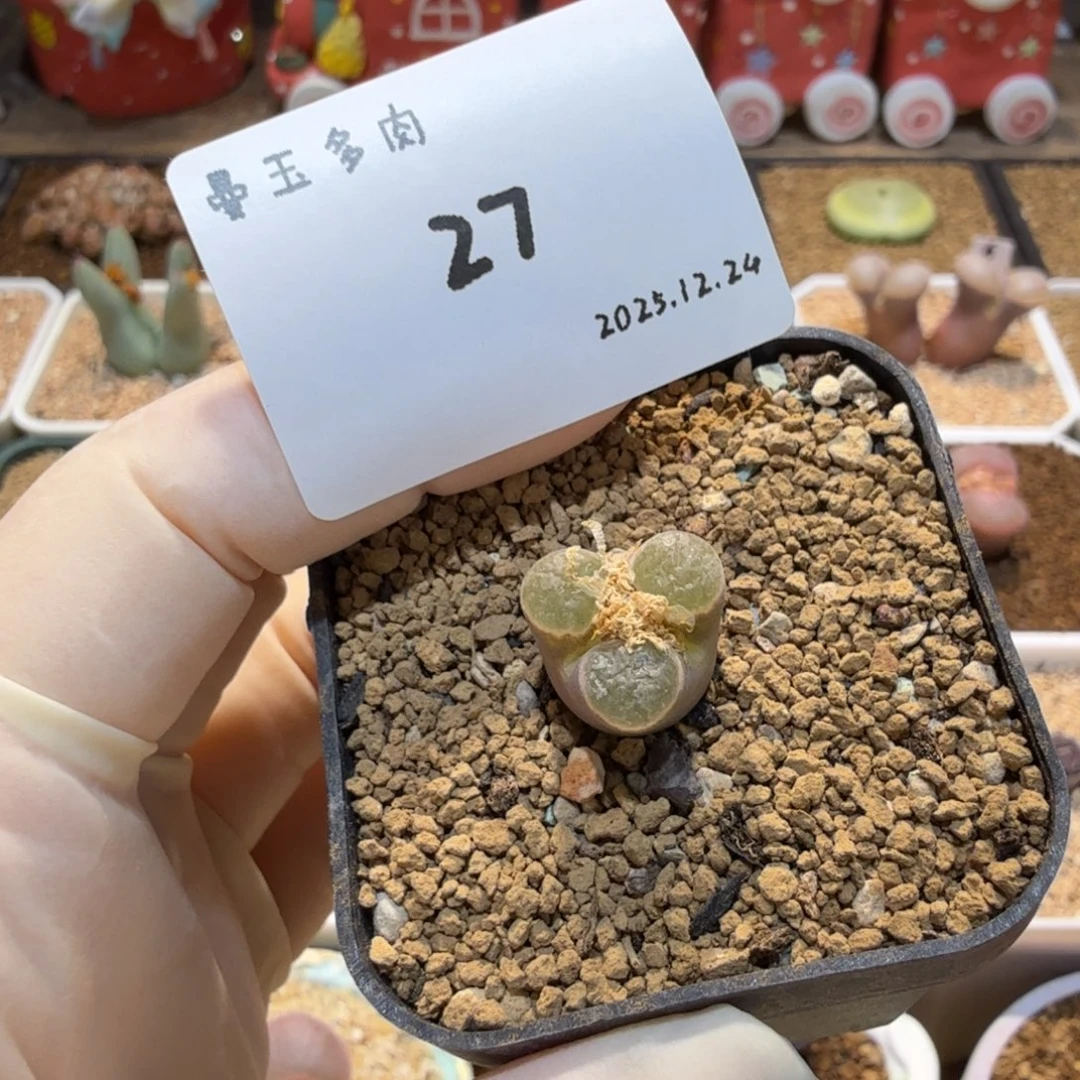 多肉多肉多肉12.24-027 磁铁