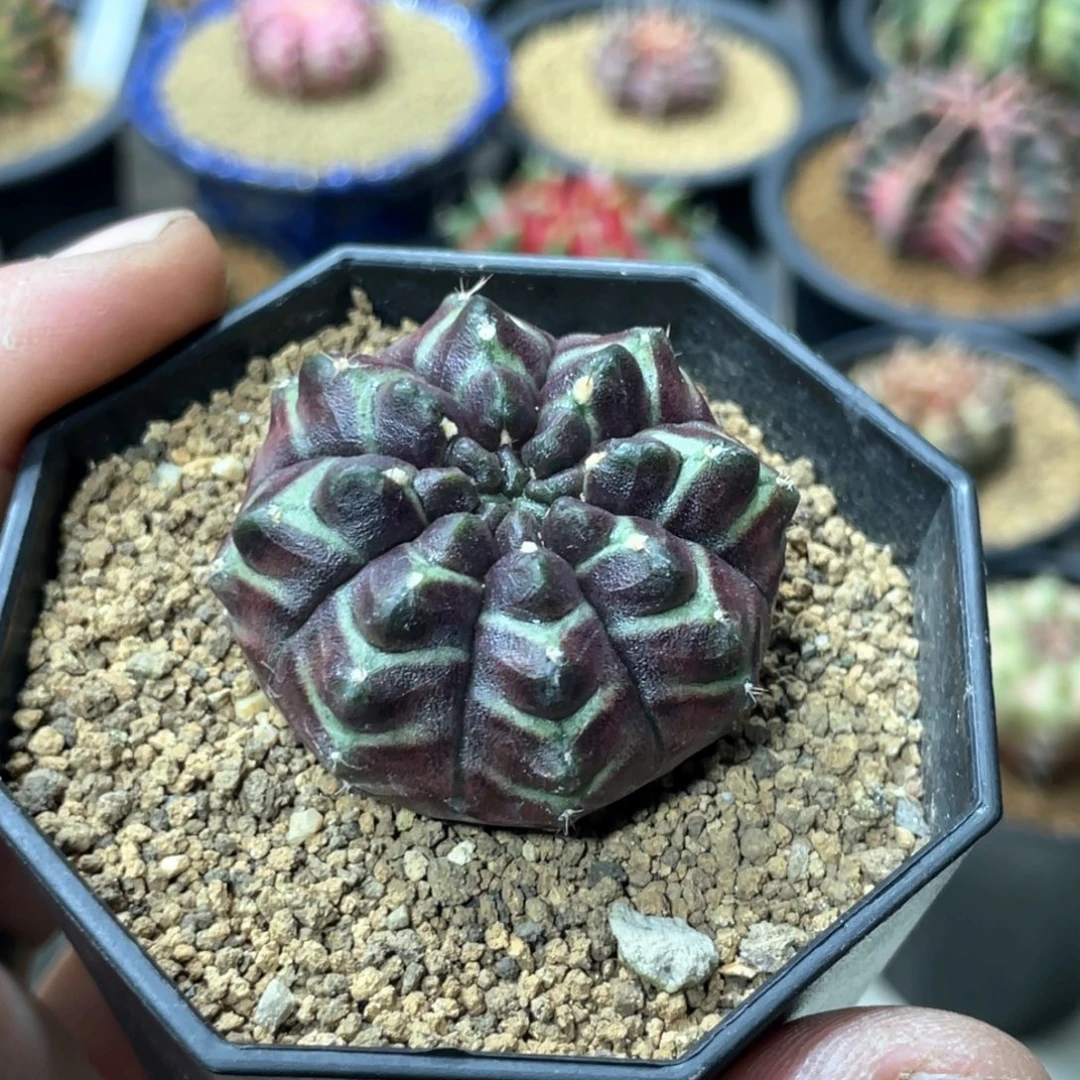 当前无花朵，栽培后可花朵梦想