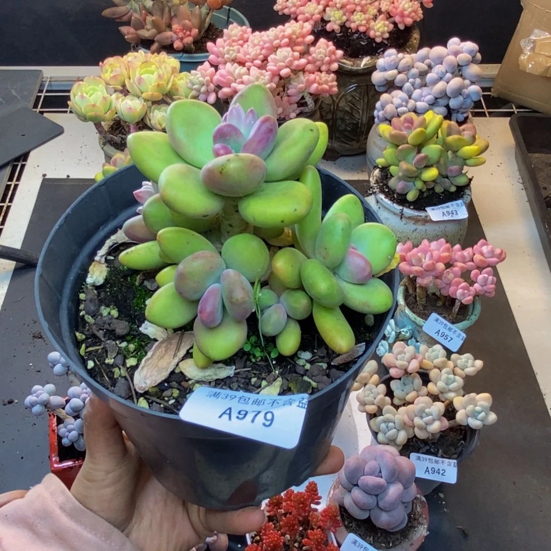 味*979芒果奶多肉11cm