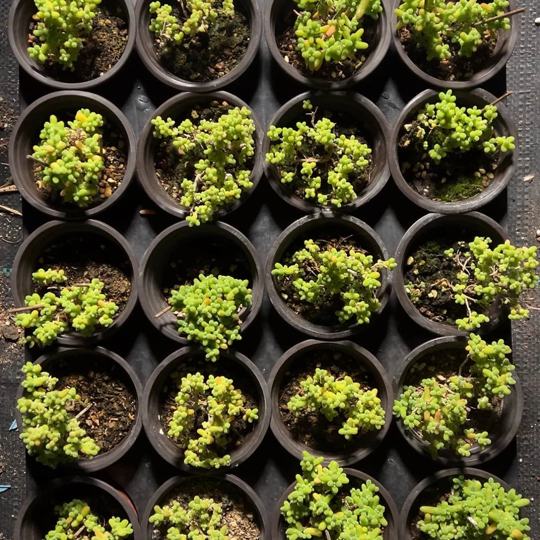 金桔90杯老桩精品乱七八糟