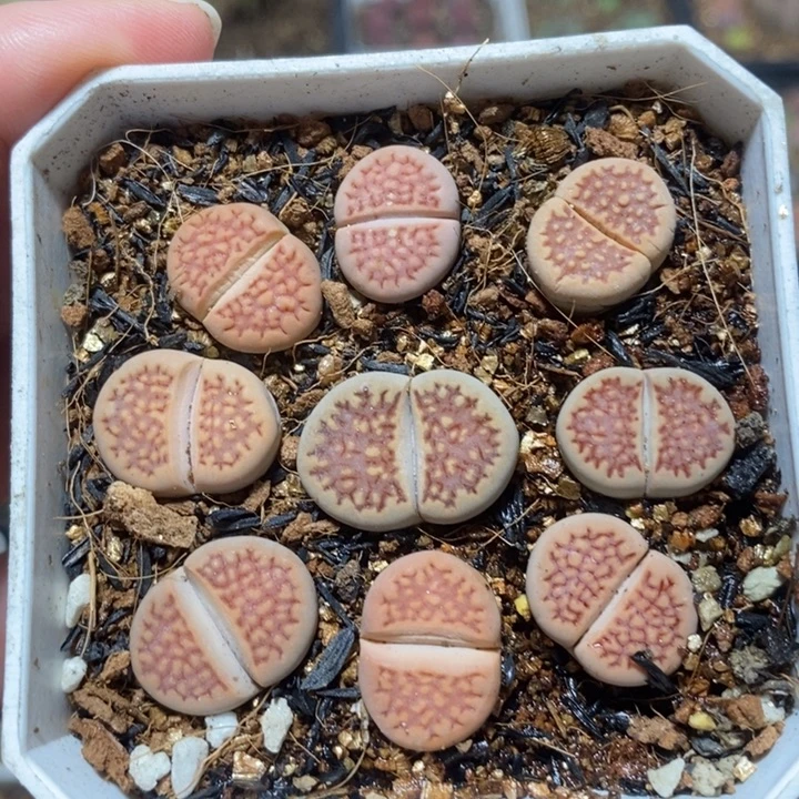 优选红巴黎特价秒
