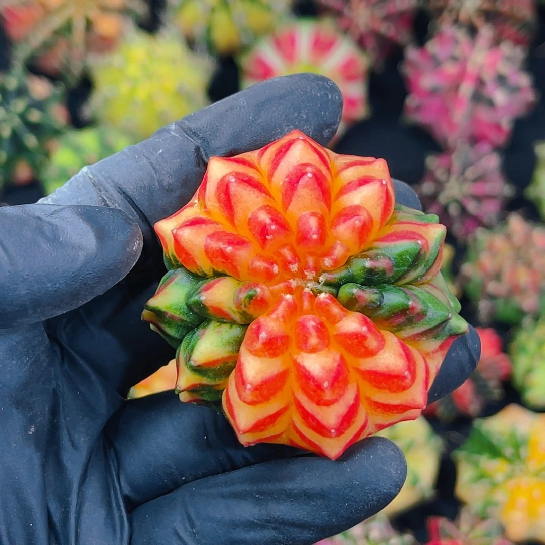 ?****G米哈 实生 膜锦 福利专拍