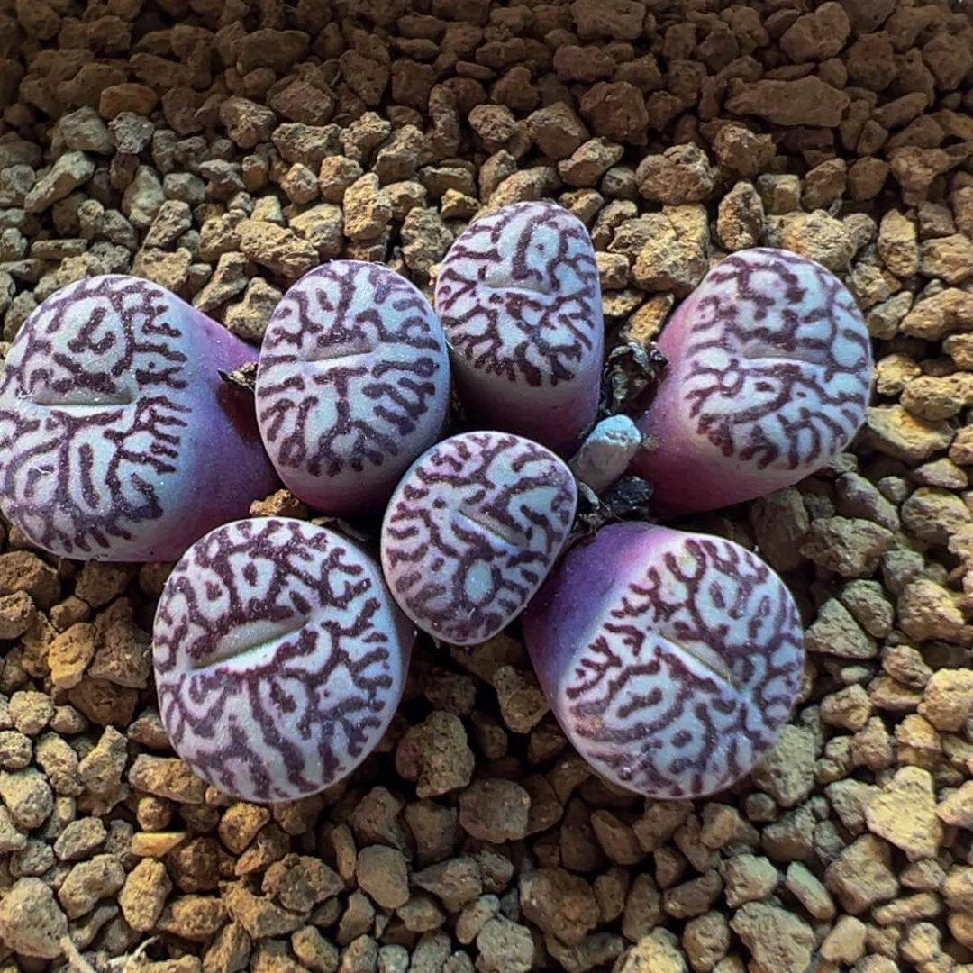 105多肉植物百科知识