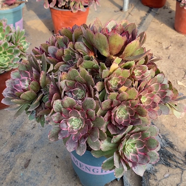 莲花座56多肉植物法师法师