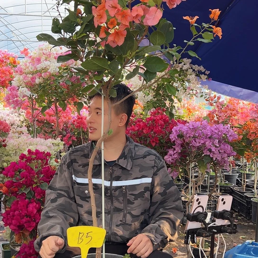 杨***淇大部分花苞少量开放B5变色龙