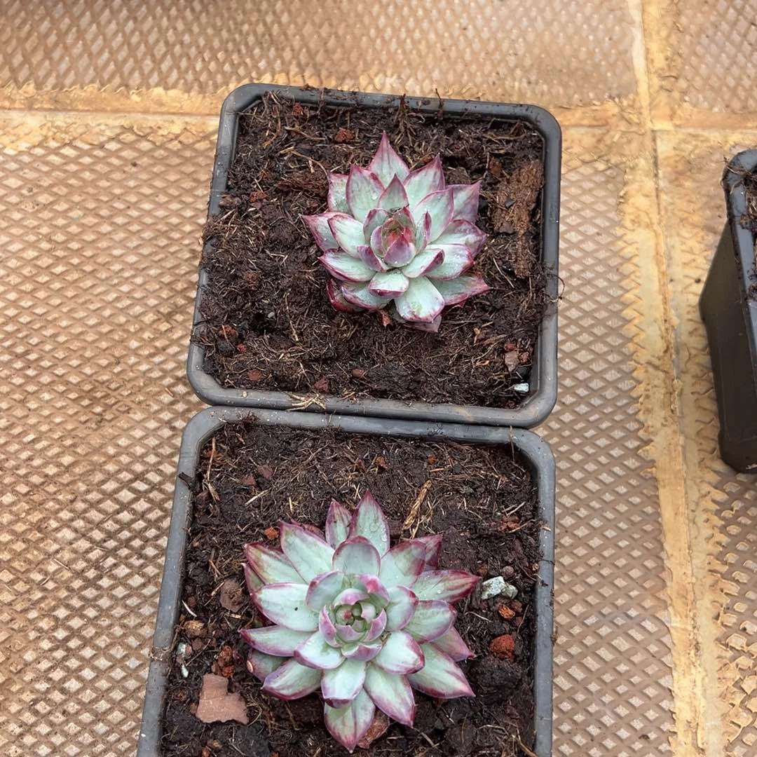 龙猫精品一物一拍多肉植物