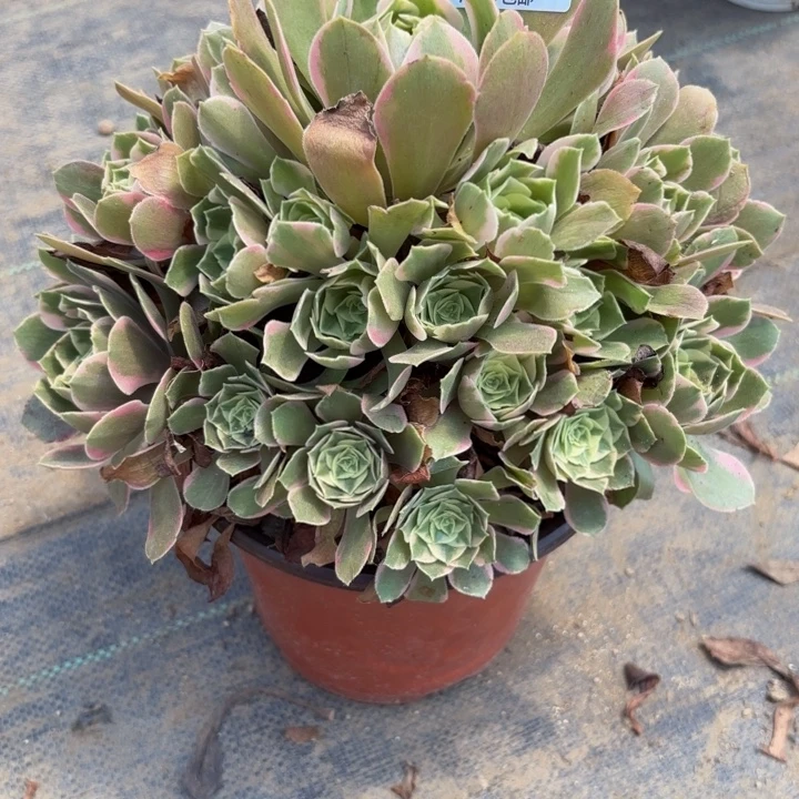 瑞妈多肉园艺 409女妖