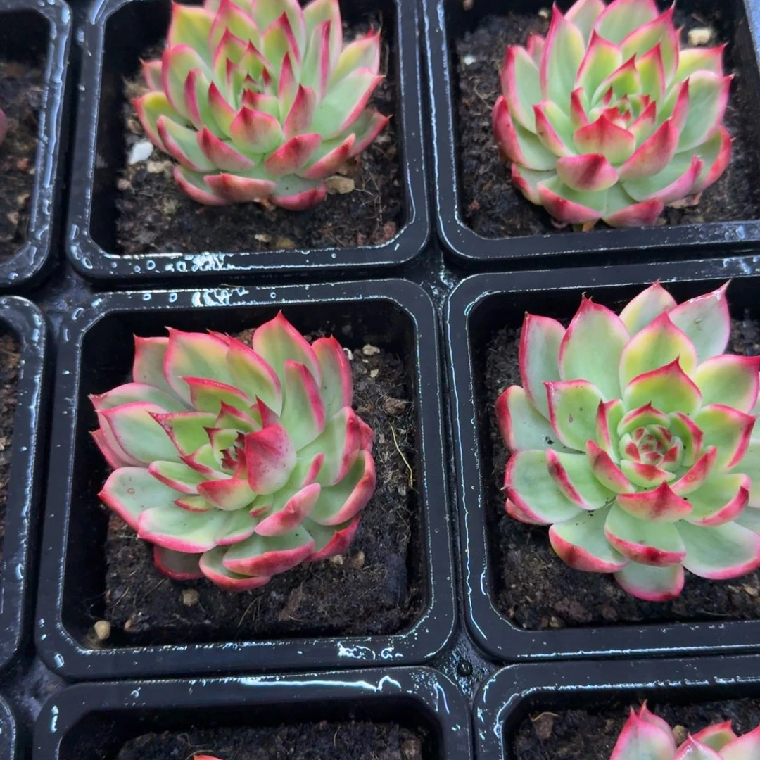 桃花锦，多肉锦多肉