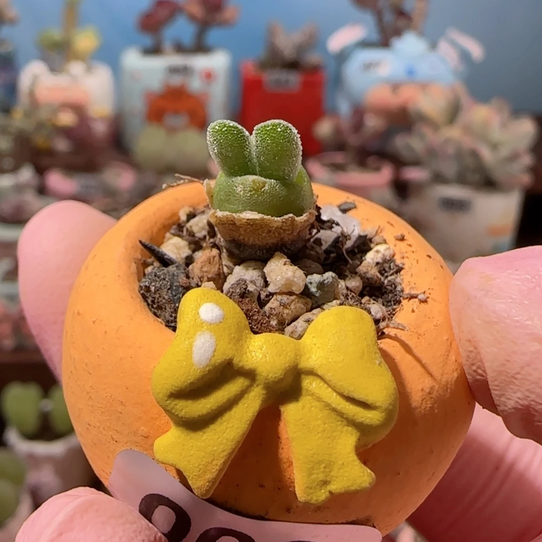 乍****可爱兔子 盆口2cm