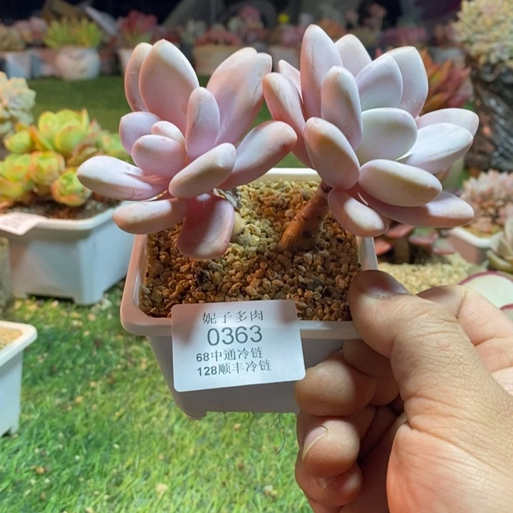 0363啊啊啊啊啊啊啊啊啊啊