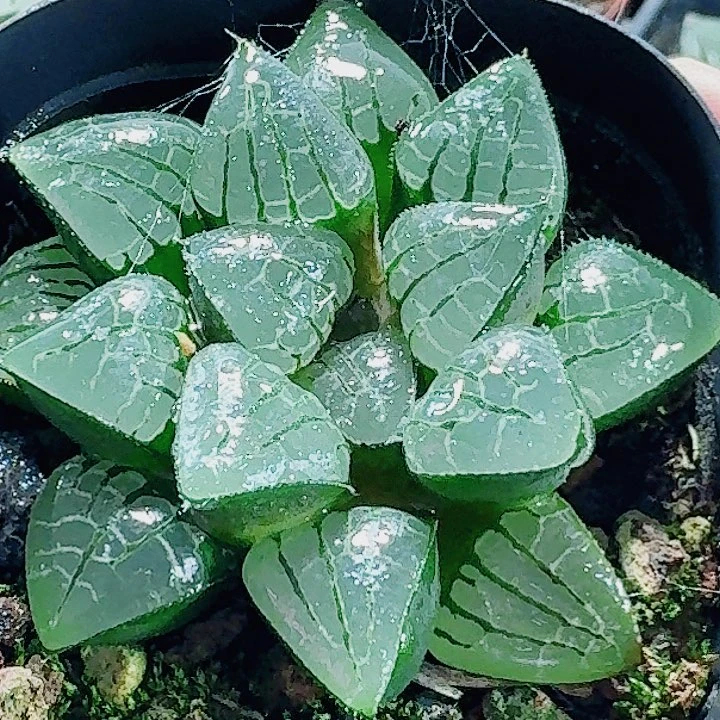 无花朵十二卷 照姬 福利