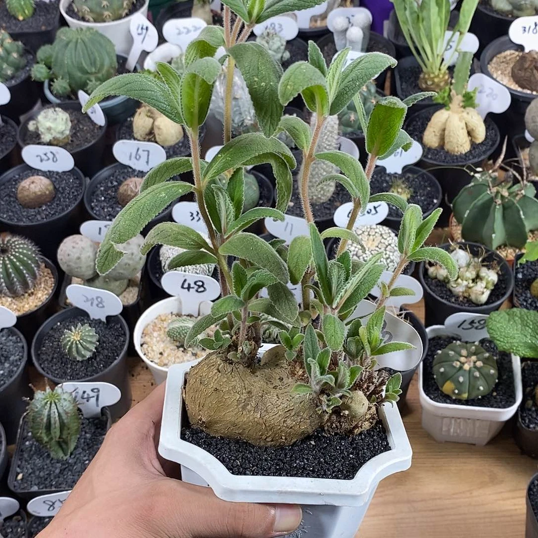 阿*专拍190号断崖香妃