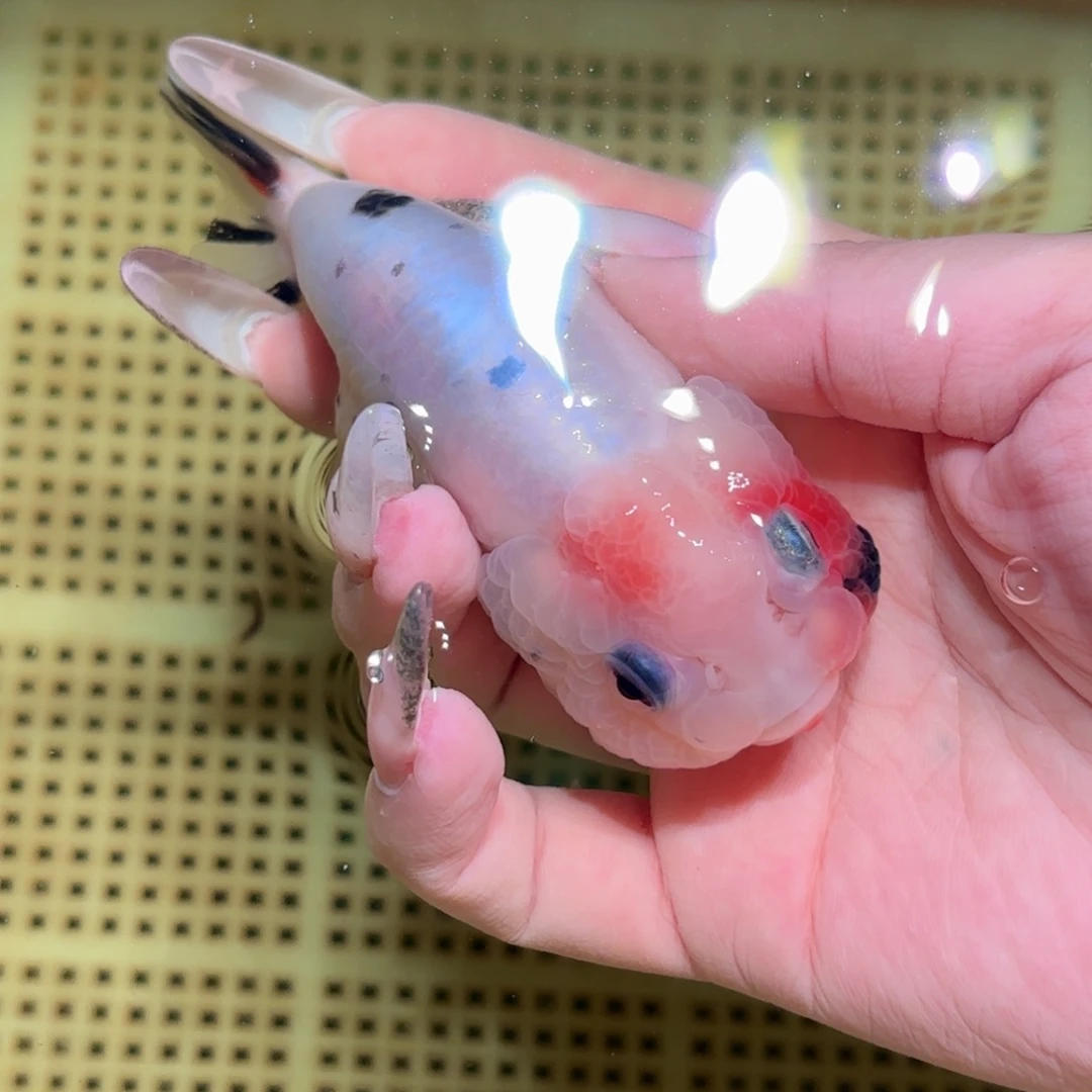 阿***则金鱼拍包装包邮，不拍包装运费到付